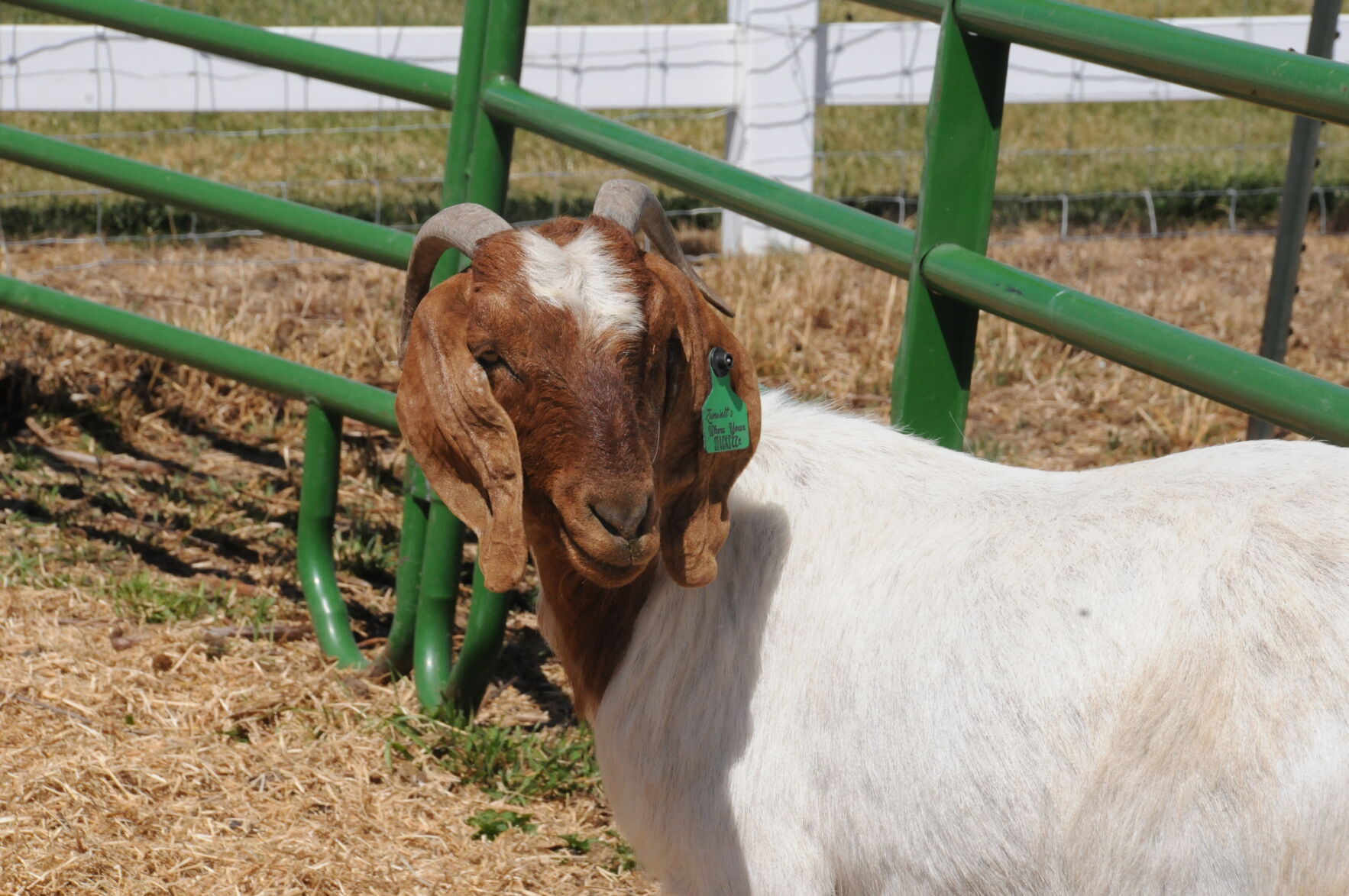 Boer goat photo1